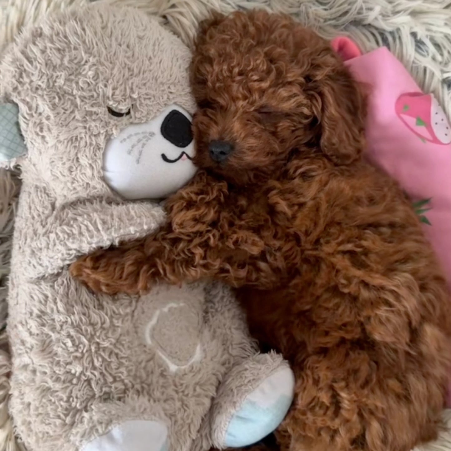 Calming Breathing Otter