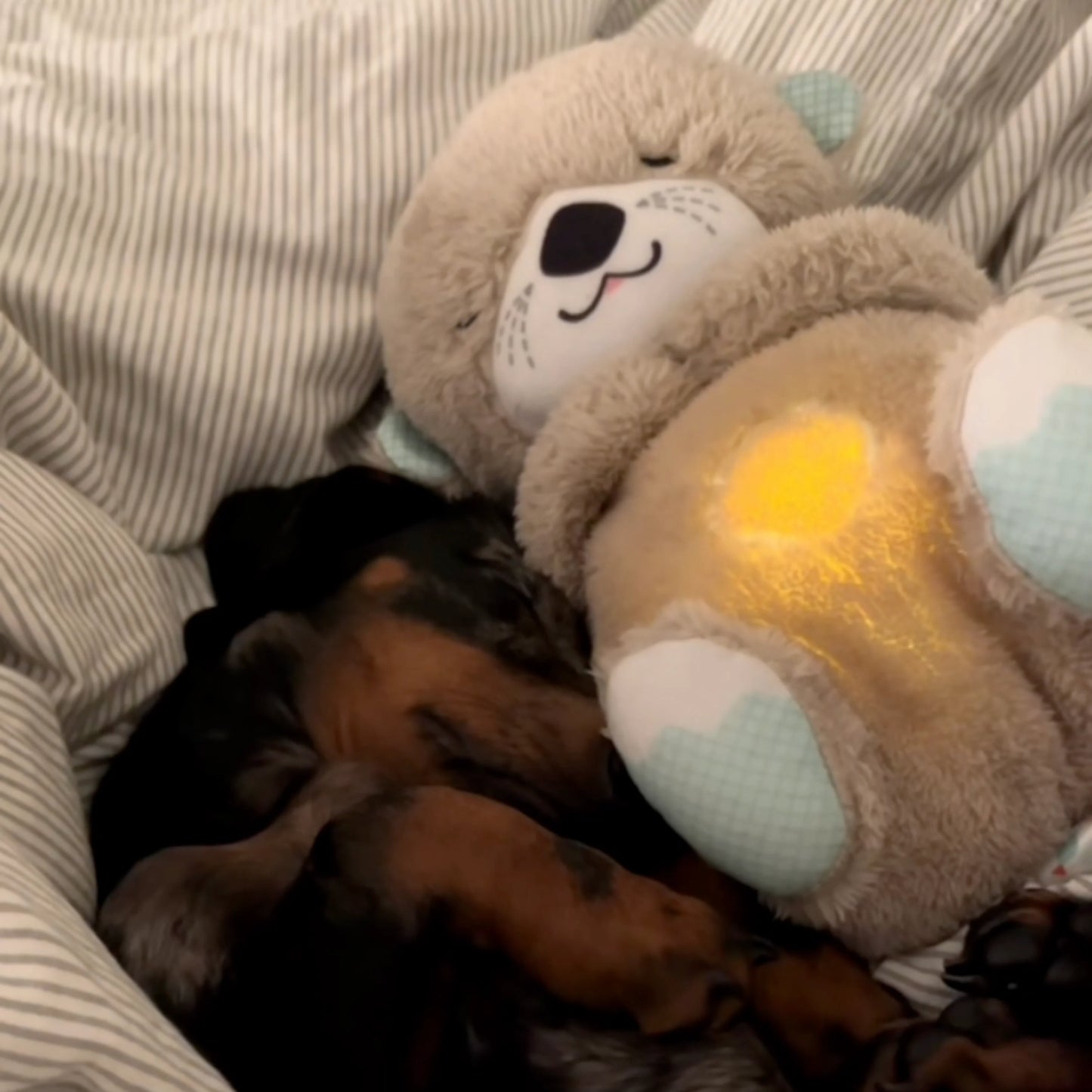 Calming Breathing Otter