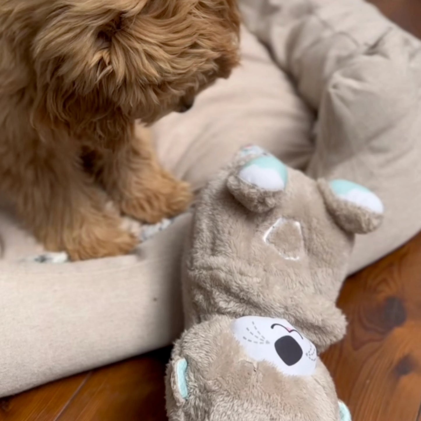 Calming Breathing Otter