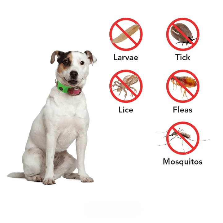 12-Month Flea & Tick Repellent Pendant