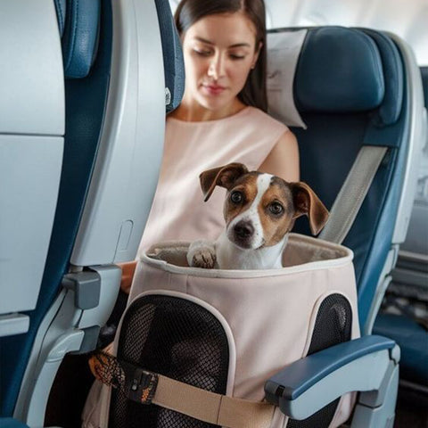 <p>Travel & Accessories</p>